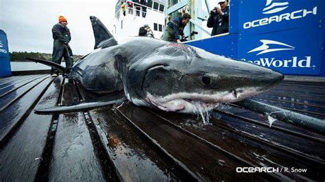 13 Foot Shark Bitten By Even Bigger Shark Researchers Say