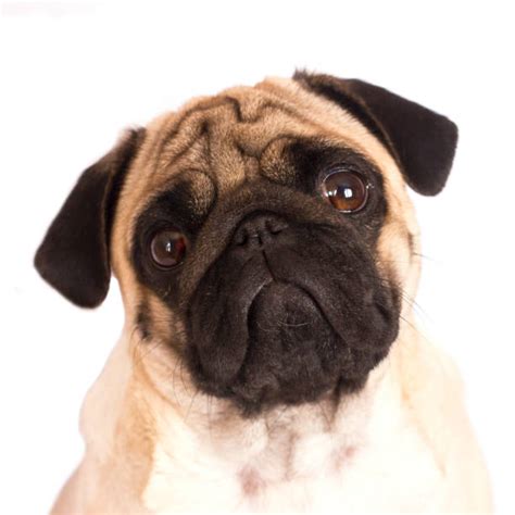 Pug Nose Stock Photos Pictures And Royalty Free Images Istock