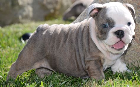 English Bulldog Puppies For Sale In Michigan