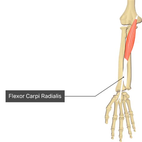 Right posterior ligament of head of fibula. Flexor Carpi Radialis(요측수근굴근,노쪽손목굽힘근) - 관련 스포츠,기시,정지,작용,혈관 ...