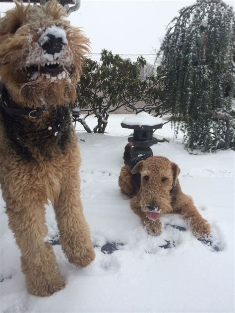 Abominable Snow Dog Airedale Dogs Airedale Terrier Puppies Terrier