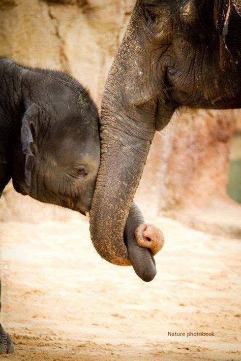 10 Best Elephants Holding Trunks Images Elephant Love Elephant