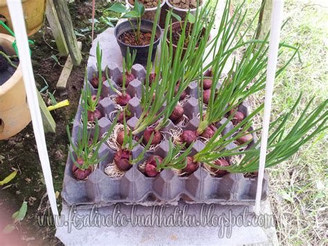 Jun 11, 2021 · 5 cara ini bisa bantu singkirkan hewan pengganggu di rumah, semut hingga kecoak langsung kabur! Cara Mudah Tanam Bawang Merah Untuk Dapatkan Daun Bawang