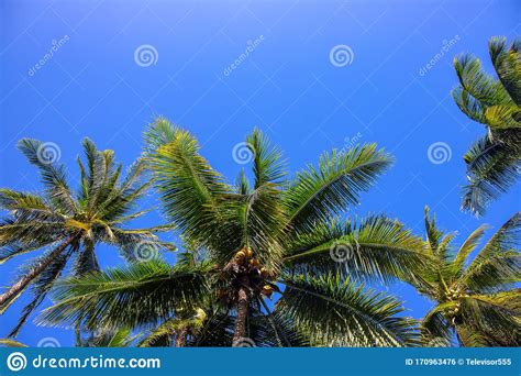 Natural Palm Tree On Sunny Blue Sky Background Oco Palm Tree Landscape