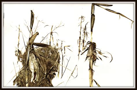 Winter Corn From Andrew Wyeth Andrew Wyeth Print American Artist
