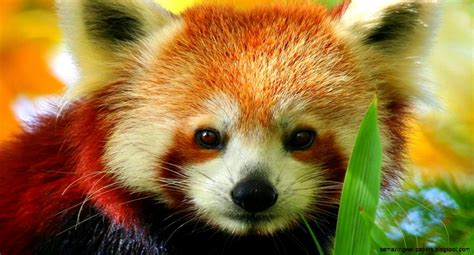 Cute Baby Red Panda Amazing Wallpapers