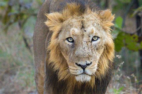 Asiatic Lion Population Rises By 27 In Five Years