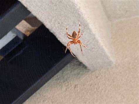 What Specie Is This Spider Rspiders