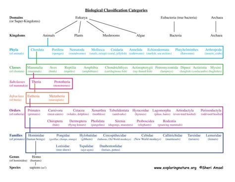 The place to learn about & discuss the latest scientific findings, as well as the various species concepts behind them. Classification of Living Things Chart | Classification ...