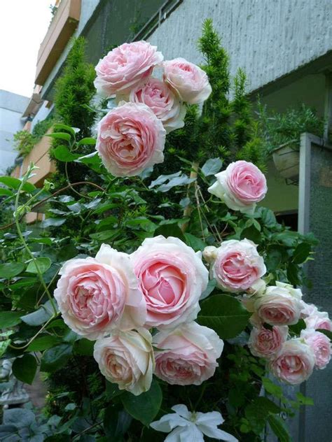 Eden Rose 85 Kaufen Agel Rosen Hochstammrosen ~90cm Stammrosen