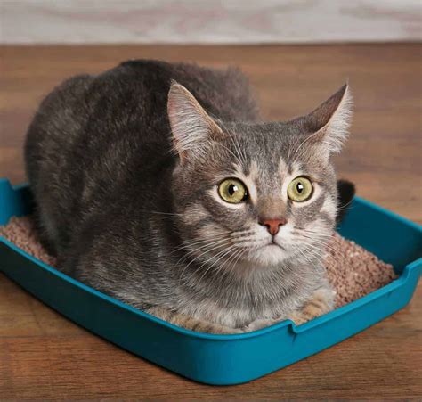 Cat Eating Litter Box Cat Meme Stock Pictures And Photos