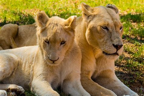 A White Lion Mother And Cub Lion Park Johannesburg South Africa The
