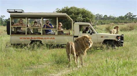 The Authentic Safari Bench Africa Botswana Safari Wildlife Safari