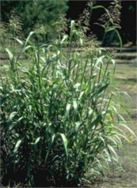 How Do I Control Johnson Grass - How Do You Kill Johnson Grass Without Killing Grass