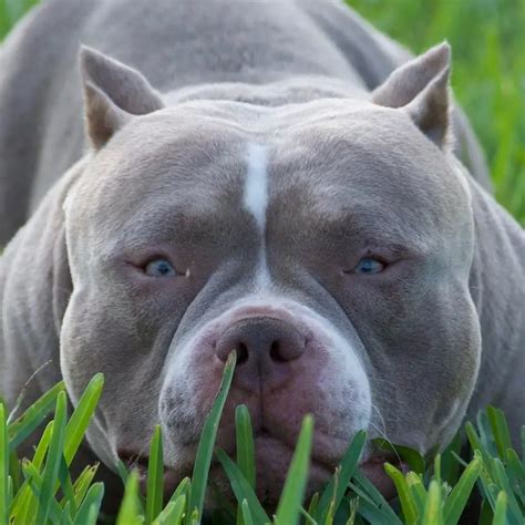 Pitbull Cinza American Bully De Olho Azul Temperamento E Demais