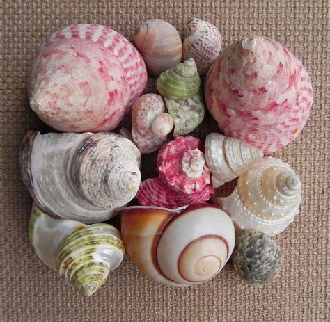 Summerland Cottage Studio Collecting Seashells