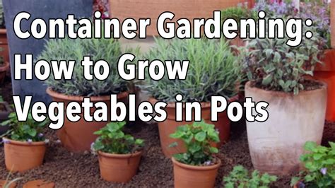 Container gardening means that plants can be placed close to the house in larger gardens making them more convenient to use and easier to access. Container Gardening - How to Grow Vegetables in Pots - YouTube