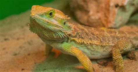 Interesting Facts About Baby Bearded Dragon Pets Nurturing