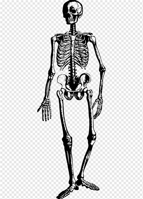Skeleton Halloween Spooky Scary Creepy Anatomy Body Png Pngwing