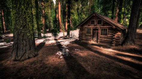 Cabin In The Redwood Forest 4k Ultra Hd Wallpaper Background Image