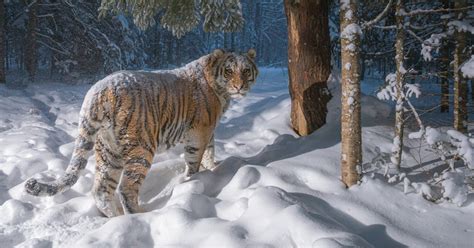 Photographer Captures Rare Glimpse Of Siberian Tiger In Its Natural