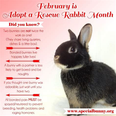 Bonded Rabbit Pairs Often Are Last To Be Adopted From Shelters