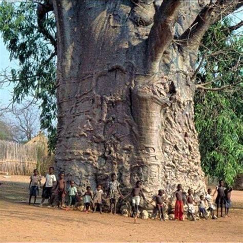 2000 Year Old Tree In South Africa Boabab Tree Weird Trees Old Trees