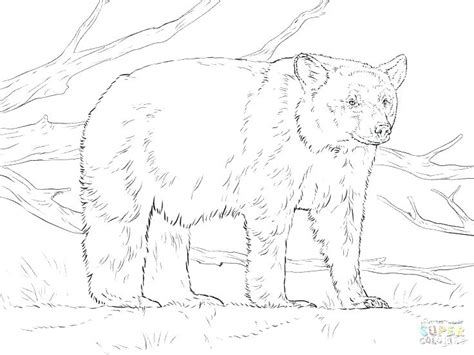 loudlyeccentric  grizzly bear coloring pages