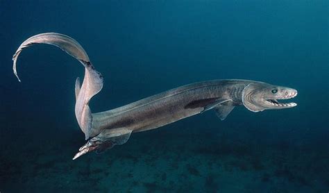 The Portuguese Dogfish Is The Deepest Living Shark On Earth At Up To