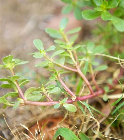 Oklahoma Wild Greens Edible Wild Plants Wild Edibles Wildcrafting