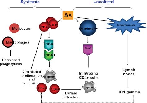 Figure 1 From Mechanisms And Immune Dysregulation In Arsenic Skin