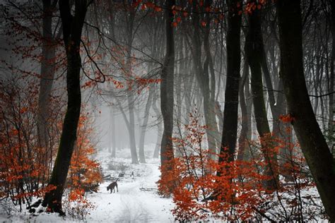 Two People Are Walking Through The Woods On A Snowy Path With Red