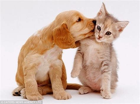 Funny Cute Puppies And Kittens Lol Picture Collection