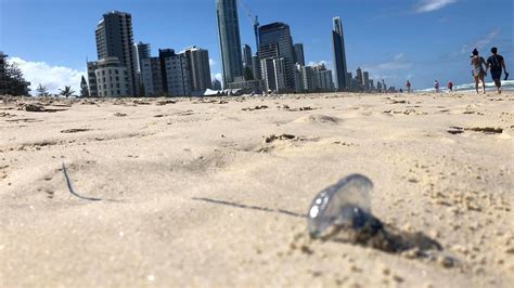 Australian Jellyfish Swarm Stings Thousands Forcing Beach Closings