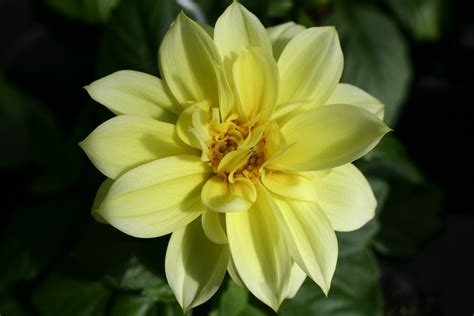 Pretty Yellow Spring Flower Flowers Free Nature Pictures By