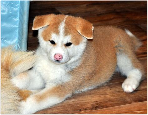 Akita's originated from asian continental and derived all over the world. 35+ Most Cute Akita Puppy Pictures And Photos