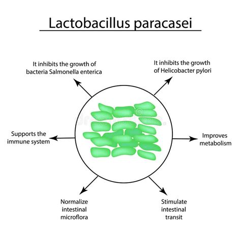Useful Properties Of Lactobacillus Probiotic Lactobacillus Paracasei