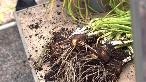 Replanting Daffodil Bulbs At Home With P Allen Smith Youtube