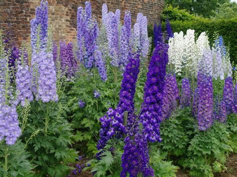 How To Grow And Care For Delphinium Plants Delphinium Flowers
