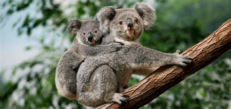 4 Methods To Have Fun Wild Koala Day Oldernews