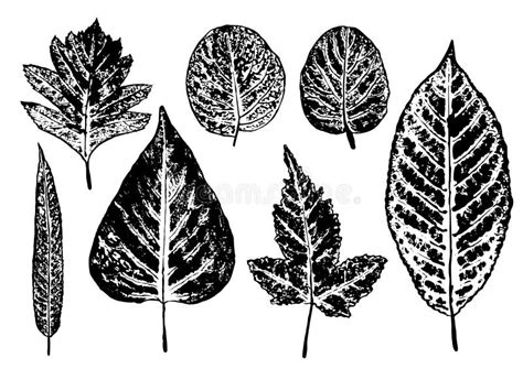 Set Of Ink Prints Of Stamped Leaves Stock Vector Illustration Of