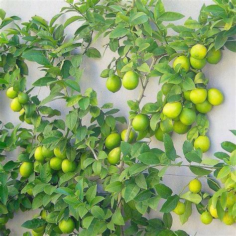 Dwarf Lime Tree For Sale