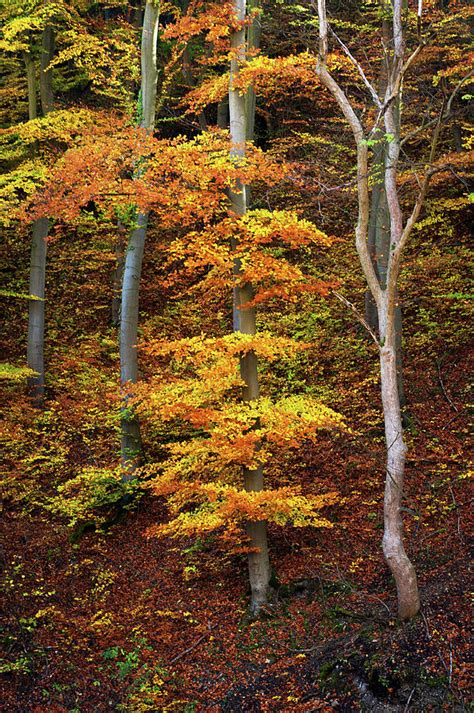 Golden Dress Of Beech Tree Photograph By Jenny Rainbow Fine Art America