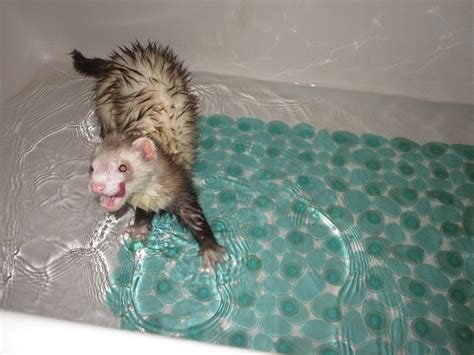 ferret bath ferrets pinterest
