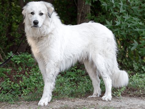 Pyrenean Mountain Dog Dog Breed Ukpets