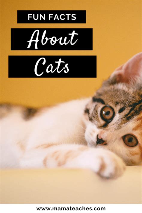 Interesting And Fun Facts About Cats For Kids Mama Teaches