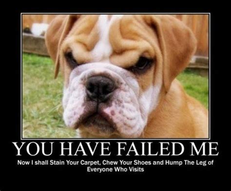 Demotivational Posters Cute Funny Dogs Funny Dog Pictures Funny Dogs