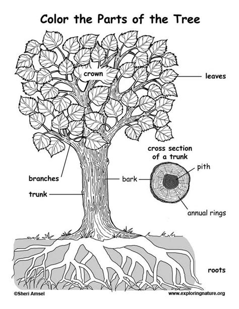 Label The Parts Of A Tree