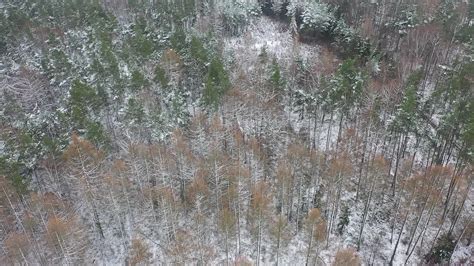 przepiękny las w zimowej aurze nieopodal inwestycji wilga 🤩 to idealne miejsce na twoje slow
