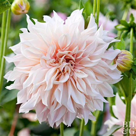 5 Common Mistakes When Growing Dahlias And What To Do Instead